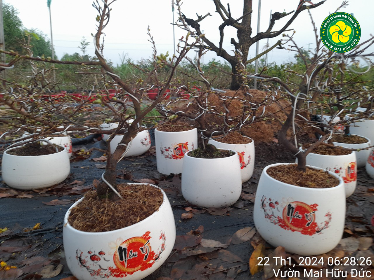 Cập Nhật Một số mẫu Mai vàng Bonsai mini tại vườn Mai Vàng Hà Nội – Mai ...